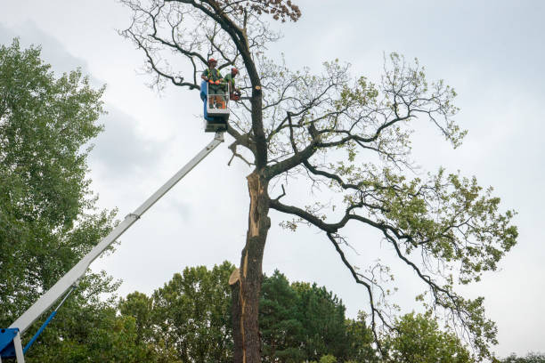 Dead Tree Removal in Huntsville, AL